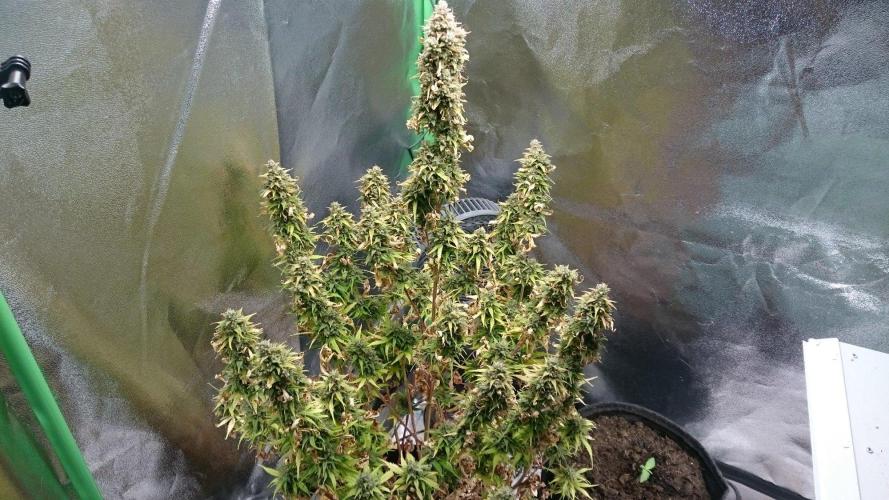 Lady Emma. Week 7