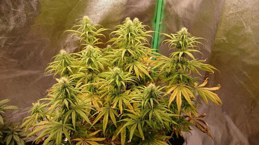 Lady Hidaya. Week 9