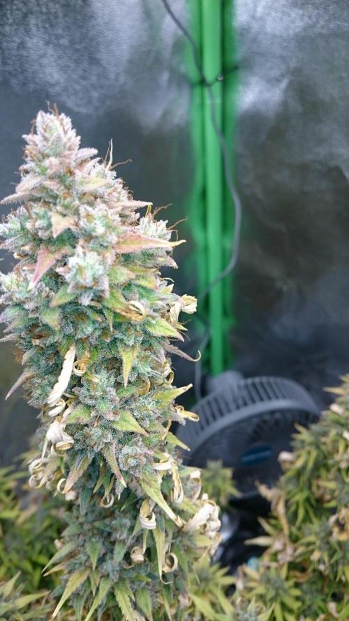 Lady Emma. Week 7
