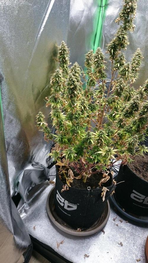 Lady Emma. Week 7