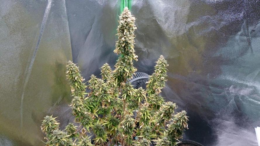 Lady Emma. Week 7