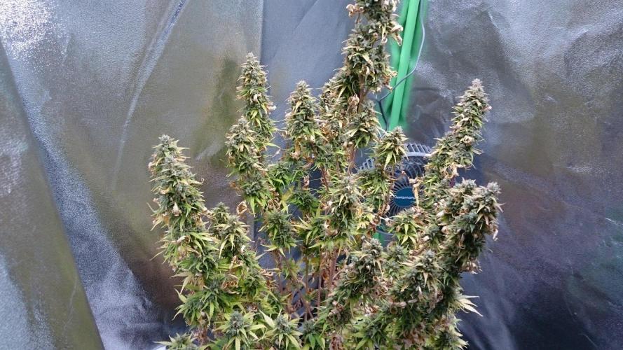 Lady Emma. Week 7