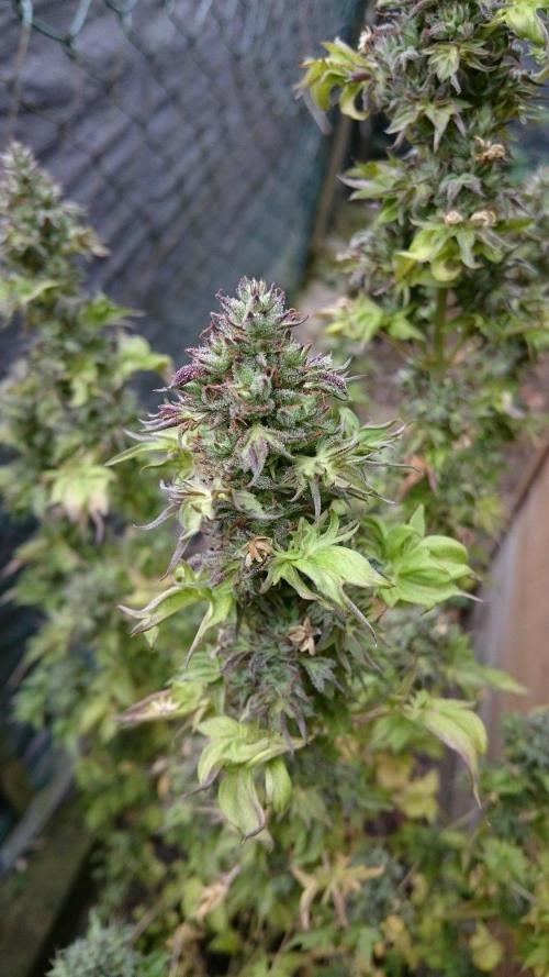 ABC Pink OG Regular. Week 13