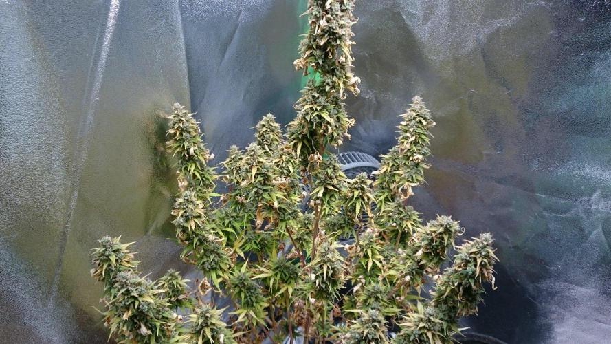 Lady Emma. Week 7