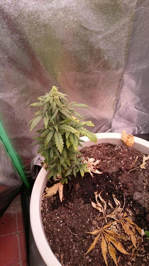 Preservation Mongolistica Lemon. Week 8