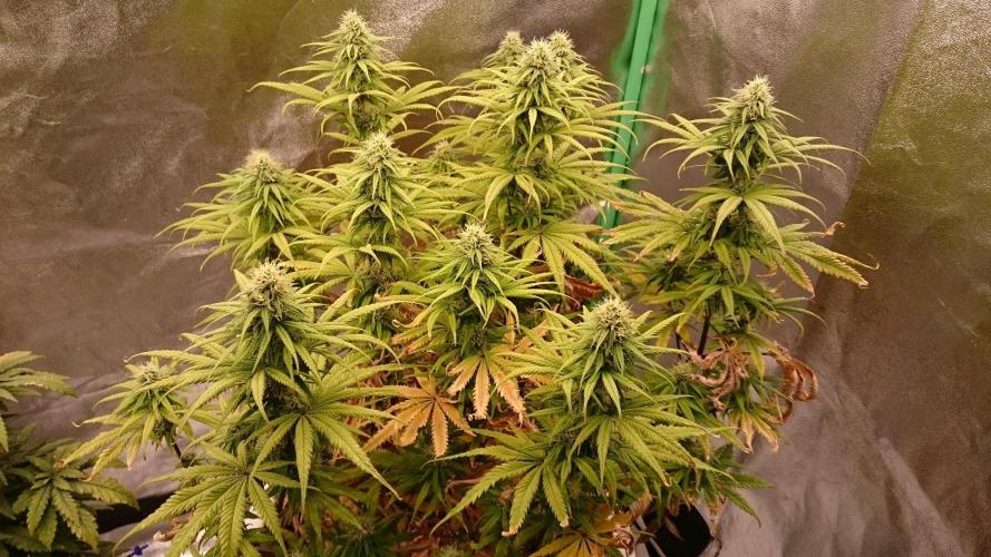 Tropical Swirl. Week 10