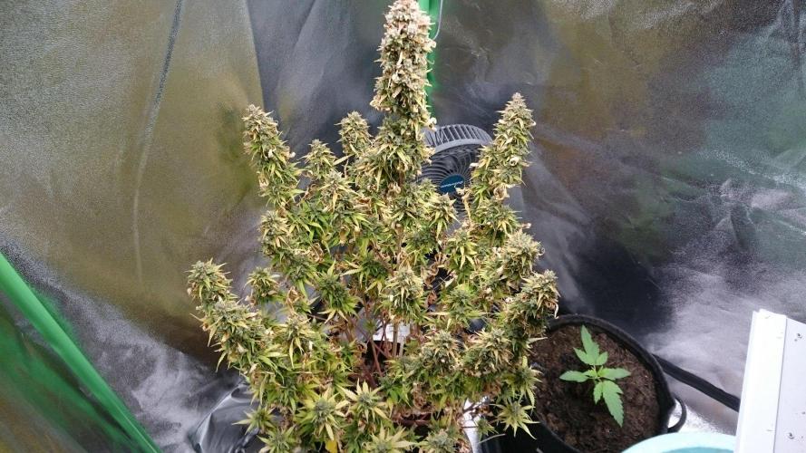 Lady Emma. Week 7
