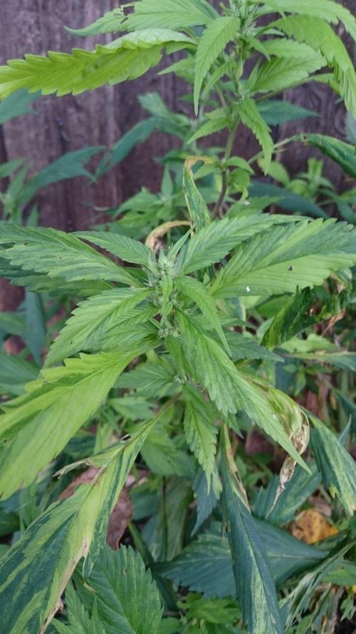 Variegated Delight© Regular. Week 12