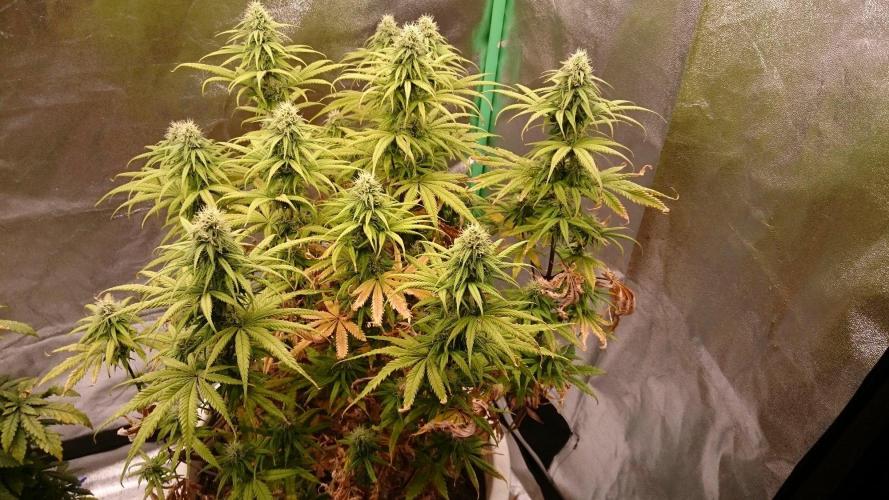 Tropical Swirl. Week 10