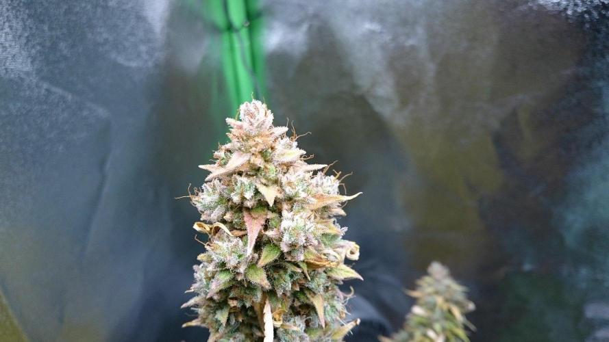 Lady Emma. Week 7