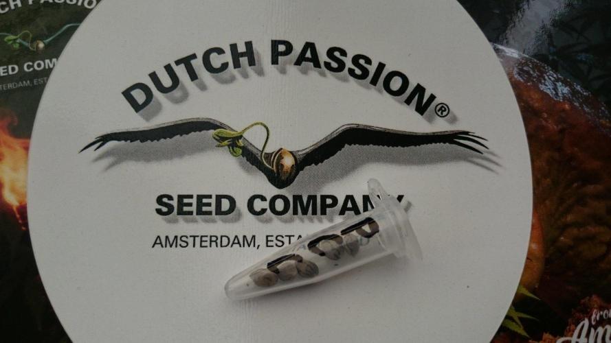 Dutch Passion Growing Competition 2026 B. Week 0