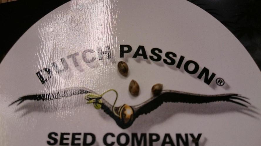 Dutch Passion Growing Competition 2026 B. Week 0
