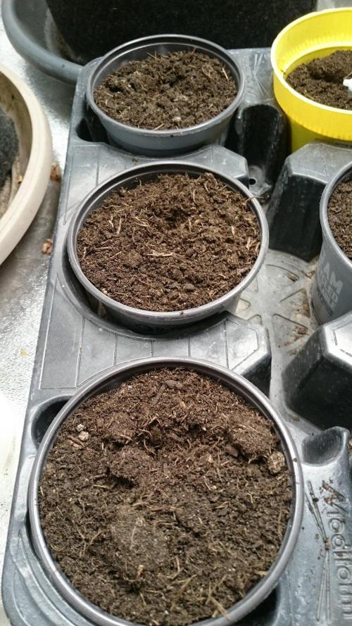 Dutch Passion Growing Competition 2026 B. Week 0 - 0