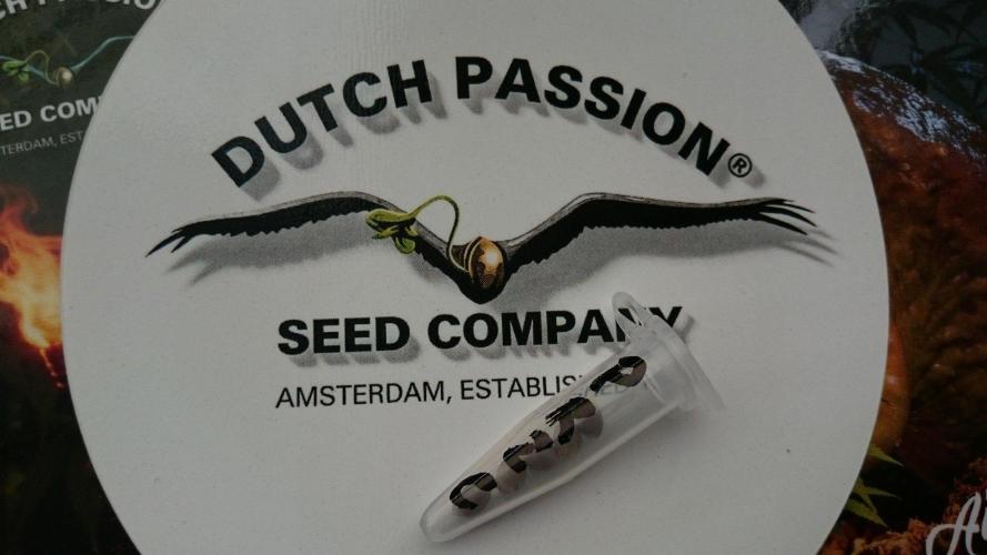 Dutch Passion Growing Competition 2026 A. Week 0