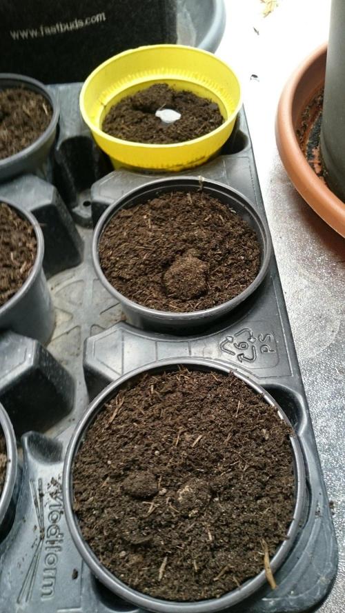 Dutch Passion Growing Competition 2026 A. Week 0 - 0