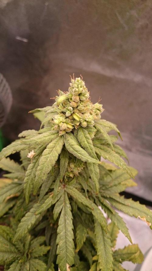 Preservation Mongolistica Lemon. Week 9