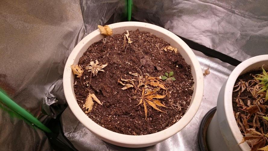 Preservation Mongolistica Lemon. Week 9