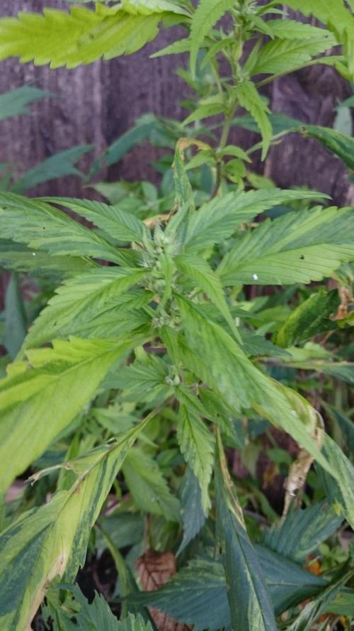 Variegated Delight© Regular. Week 12