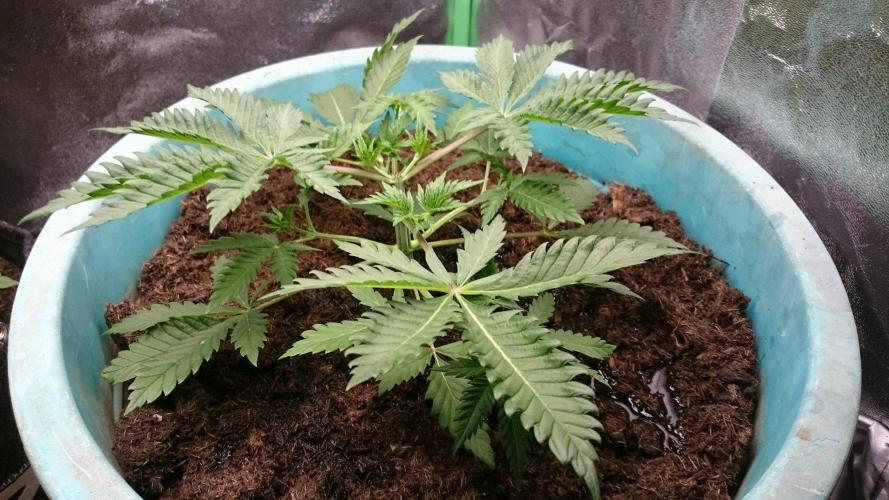 Tropical Swirl. Week 3