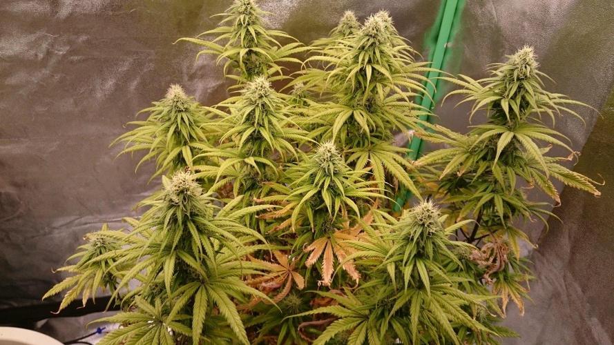 Tropical Swirl. Week 10