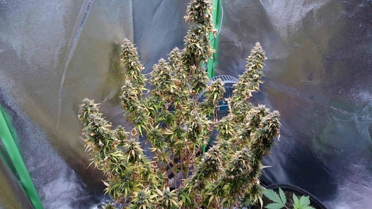 Lady Emma. Week 8