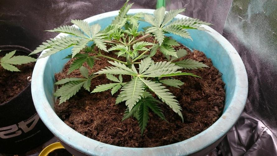 Tropical Swirl. Week 3