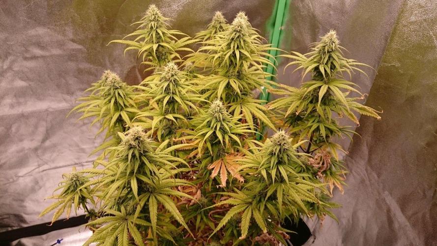 Tropical Swirl. Week 10