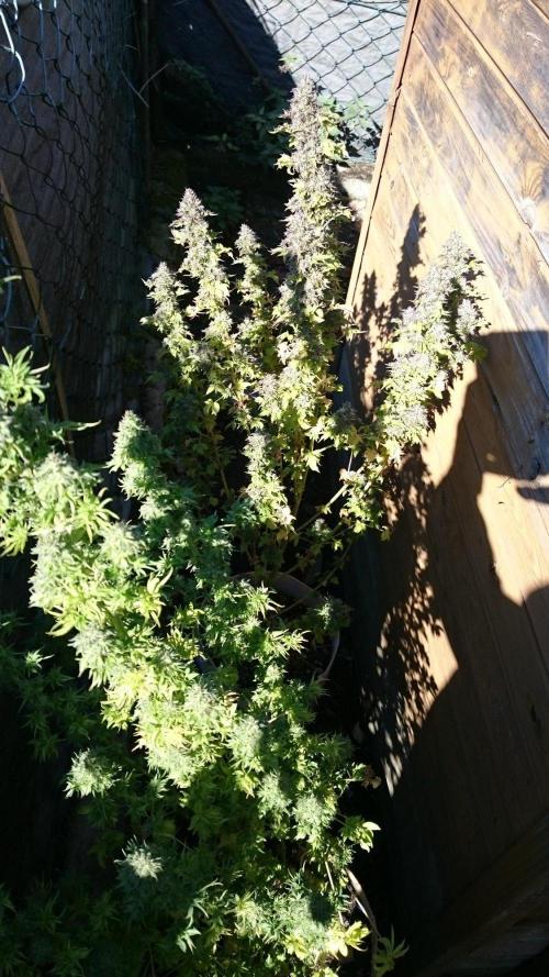 ABC Pink OG Regular. Week 13