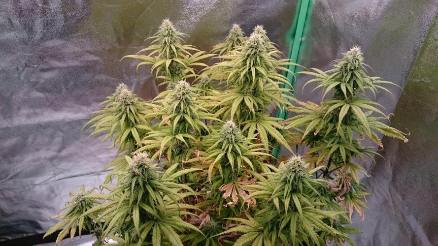 Tropical Swirl. Week 10