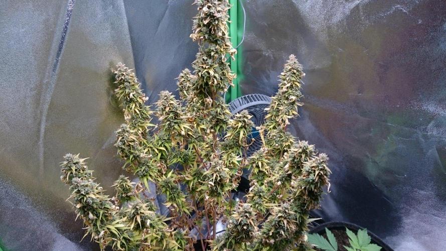 Lady Emma. Week 8
