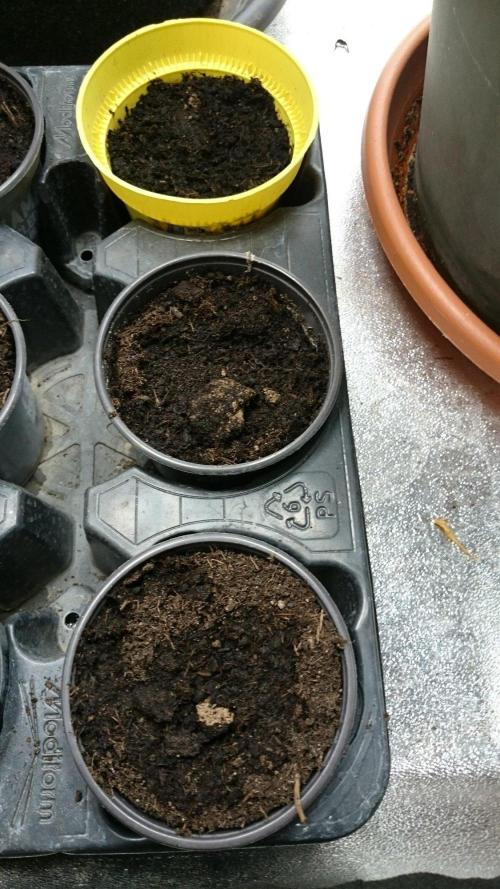 Dutch Passion Growing Competition 2026 A. Week 0 - 3