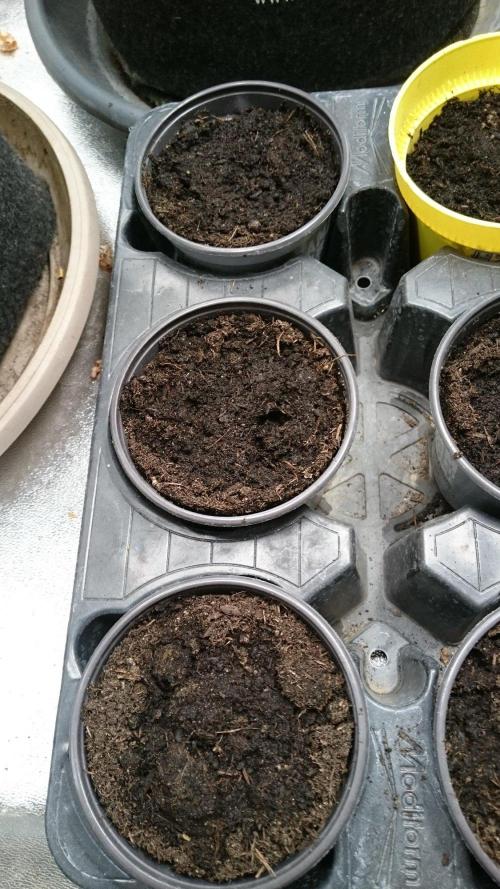 Dutch Passion Growing Competition 2026 B. Week 0 - 3