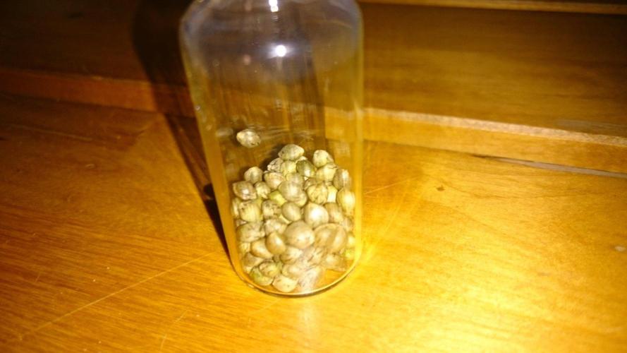 Preservation Mongolistica Lemon. Week 9
