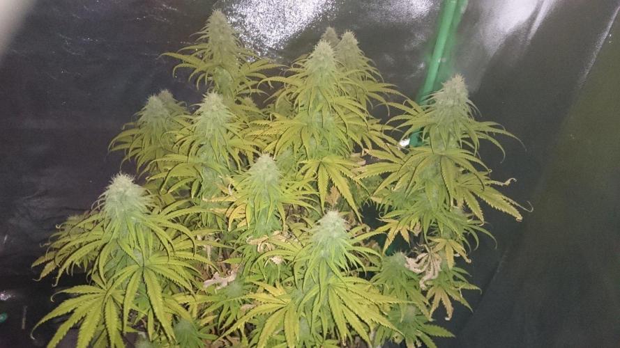 Lady Hidaya. Week 10