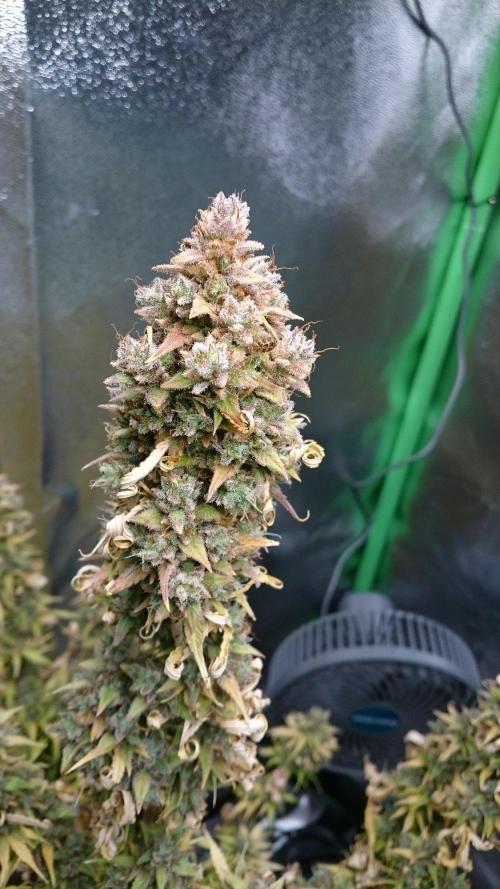Lady Emma. Week 8