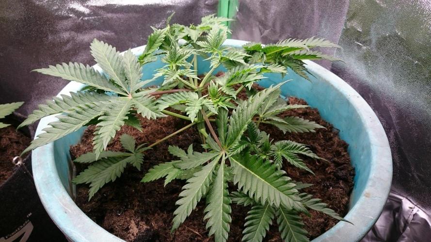Lady  Effimia. Week 3
