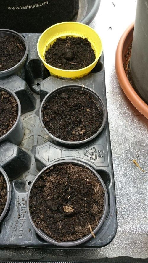 Dutch Passion Growing Competition 2026 A. Week 0 - 4