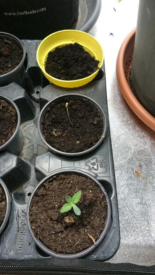 Pink Runtz Cake Regular. Week 0