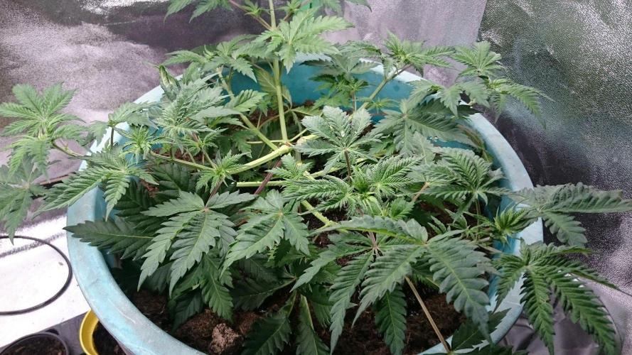 Tropical Swirl. Week 4
