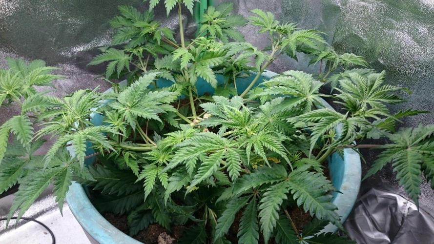 Tropical Swirl. Week 4