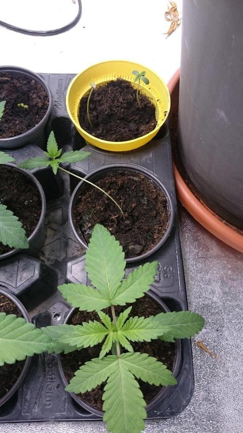 Pink Runtz Cake Regular. Week 1