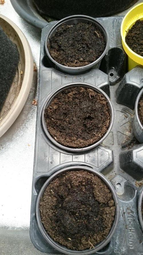 Dutch Passion Growing Competition 2026 B. Week 0 - 1