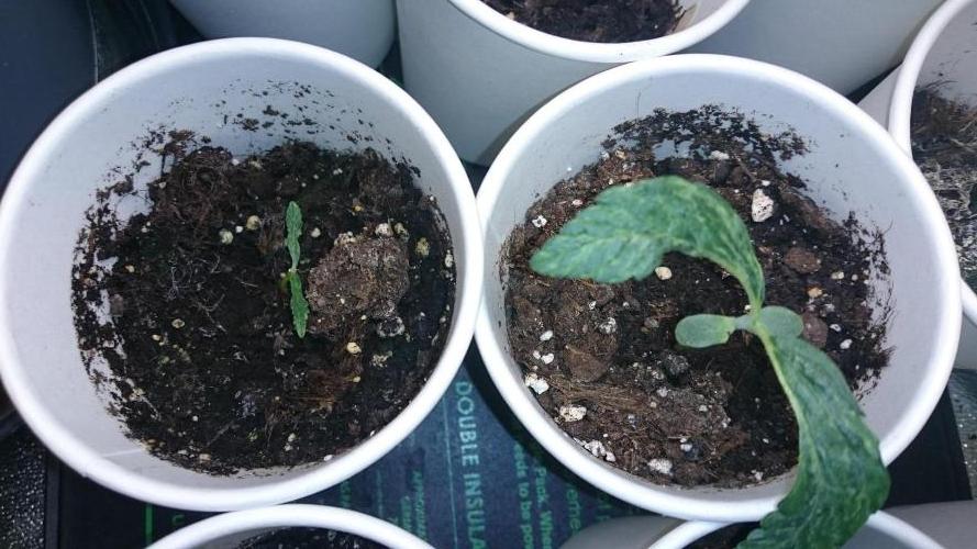 Lady LAdy. Week 1 - 17