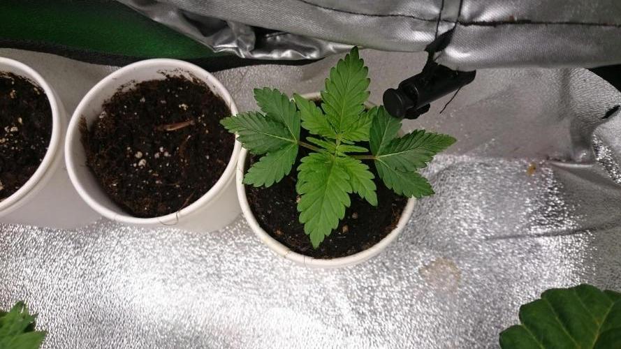 Bagseed BloodDragon lastone. Week 2 - 28