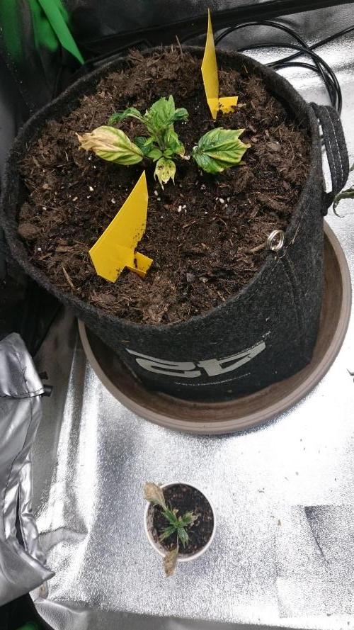Lord Sopdet. Week 6