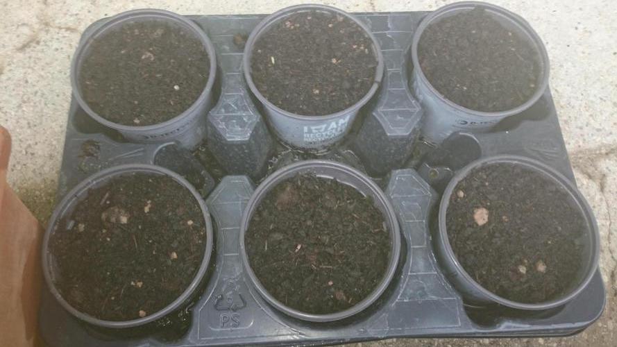 Preservation Mongolistica Lemon. Week 0 - 0