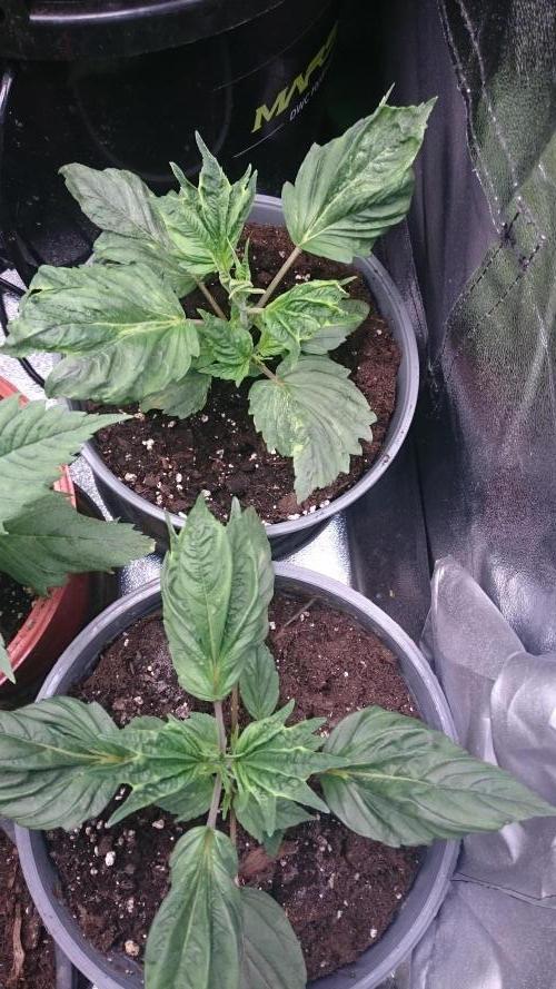 Lord Sopdet. Week 2 - 29