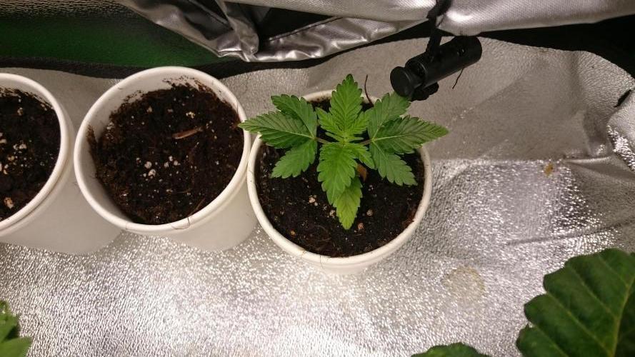 Bagseed BloodDragon lastone. Week 2 - 27