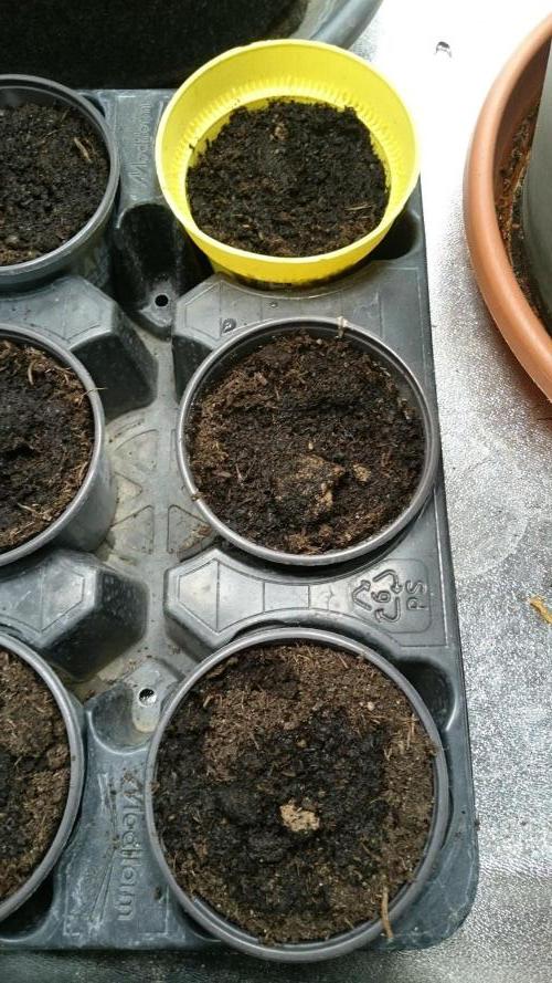 Dutch Passion Growing Competition 2026 A. Week 0 - 1