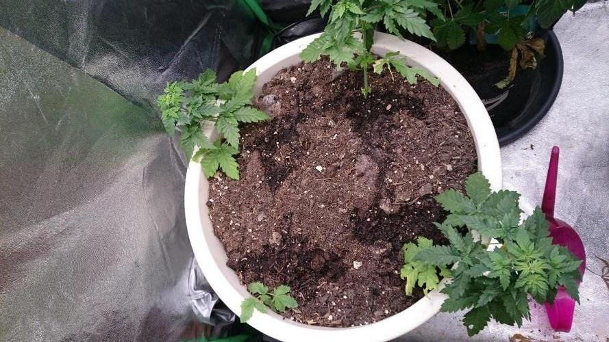 Preservation Mongolistica Lemon. Week 4